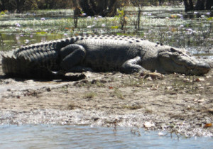 corroboree_croc