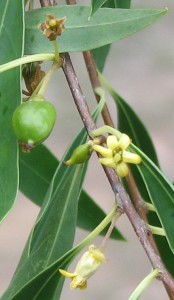 Native Apricot, also known as Snotty Gobbles