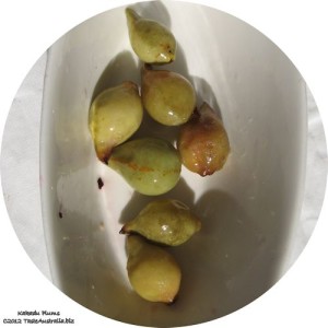 kakadu plum